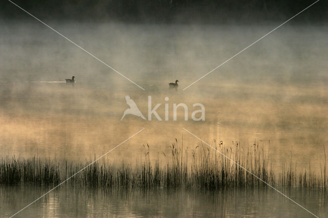 Grauwe Gans (Anser anser)