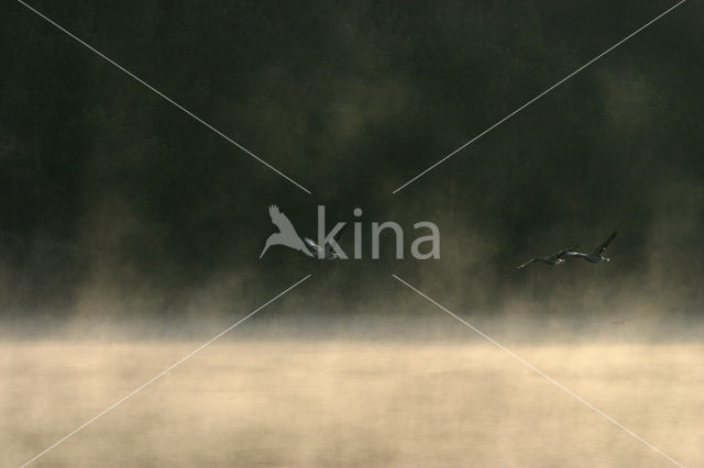 Grey Lag-Goose (Anser anser)