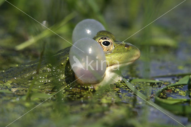 green frog (Rana esculenta