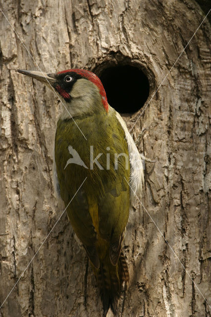 Eurasian Green Woodpecker (Picus viridis)