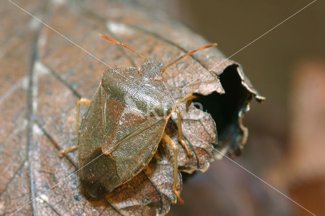 Green shieldbug (Palomena prasina)