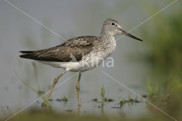 Groenpootruiter (Tringa nebularia)