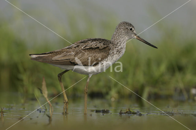 Groenpootruiter (Tringa nebularia)