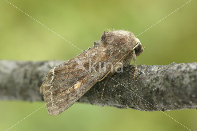 Bright-line Brown-eye (Lacanobia oleracea)