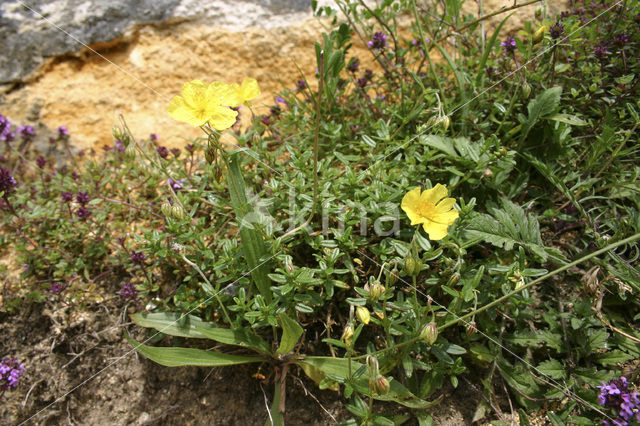 Groot zonneroosje (Helianthemum nummularium nummularium)