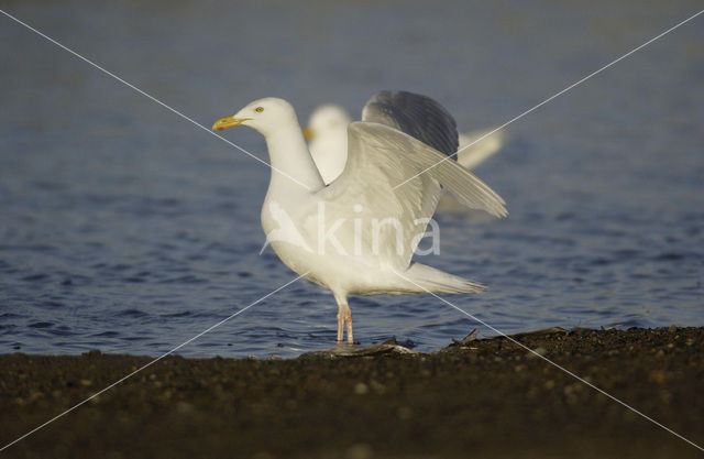 Grote Burgemeester (Larus hyperboreus)