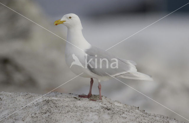 Glaucous Gull (Larus hyperboreus)