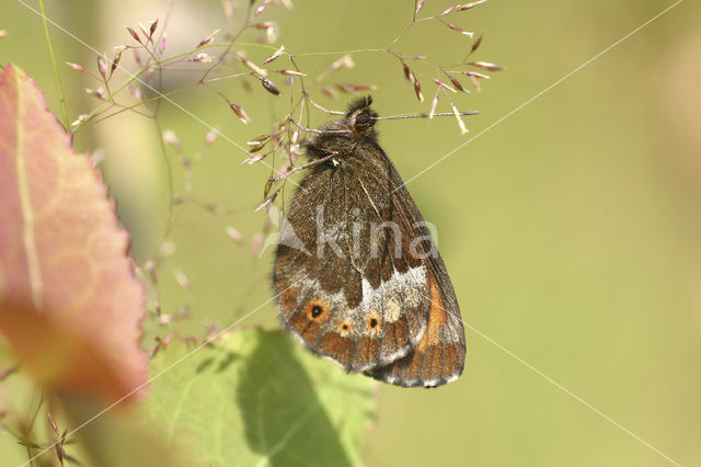 Grote erebia (Erebia euryale)