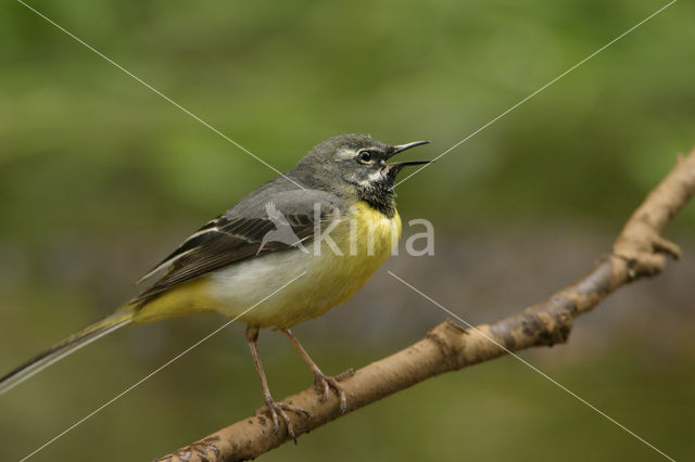 Grote Gele Kwikstaart (Motacilla cinerea)