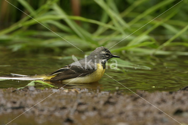 Grote Gele Kwikstaart (Motacilla cinerea)