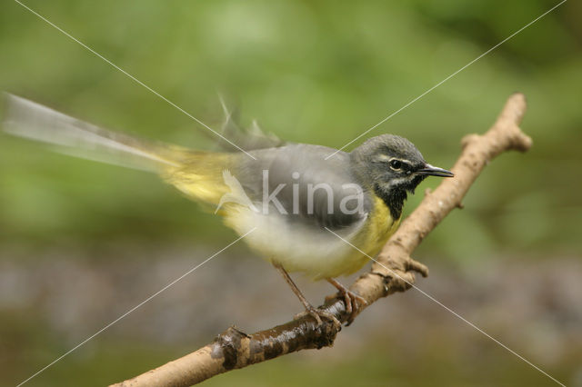 Grey Wagtail (Motacilla cinerea)