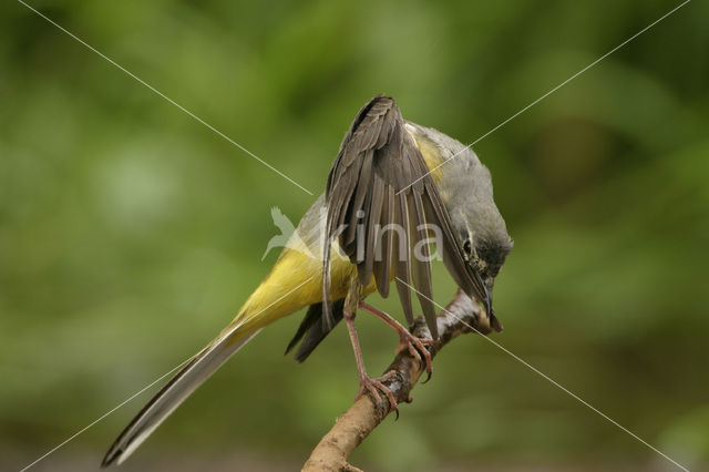 Grote Gele Kwikstaart (Motacilla cinerea)