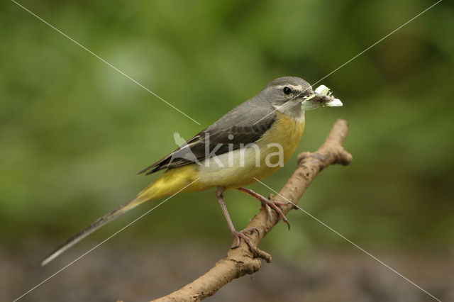 Grey Wagtail (Motacilla cinerea)
