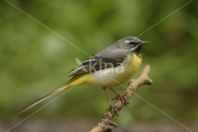 Grote Gele Kwikstaart (Motacilla cinerea)