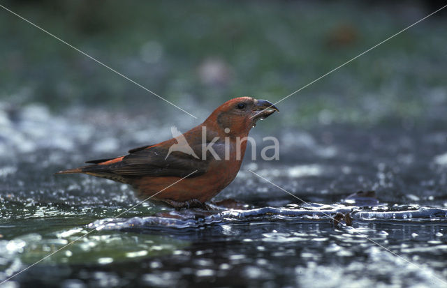 Parrot Crossbill (Loxia pytyopsittacus)