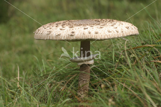 Parasol (Macrolepiota procera)