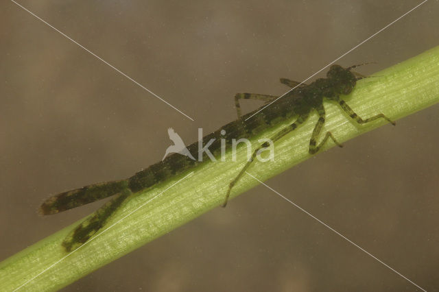 Grote roodoogjuffer (Erythromma najas)