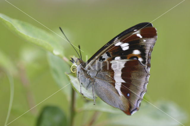 Grote weerschijnvlinder (Apatura iris)