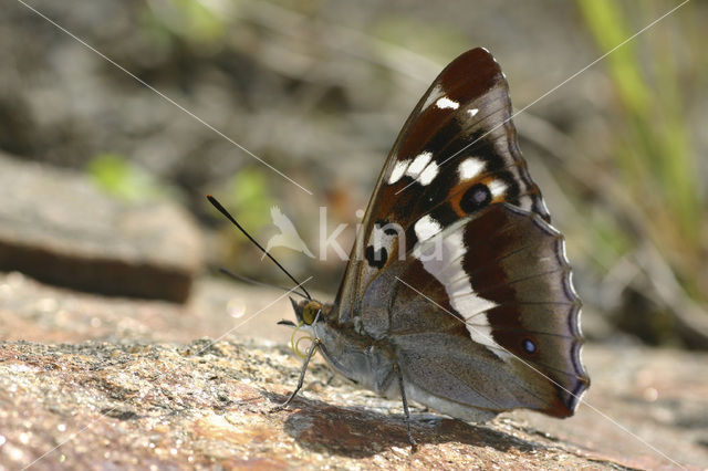 Grote weerschijnvlinder (Apatura iris)