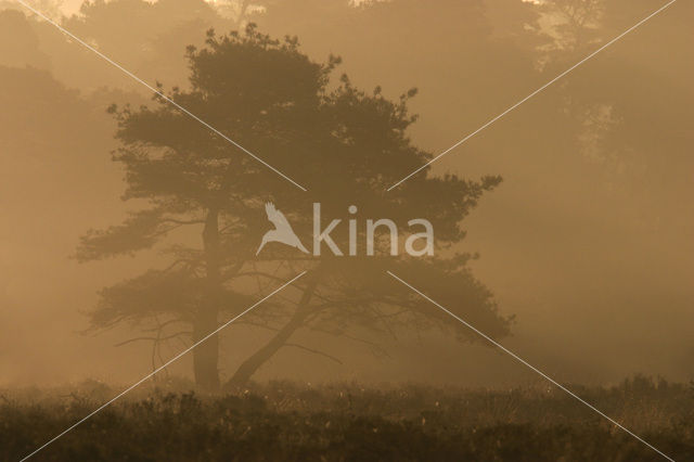 Scots Pine (Pinus sylvestris)