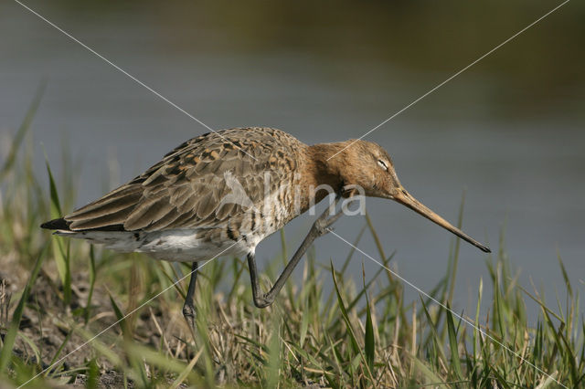 Black-tailed Godwit (Limosa limosa)