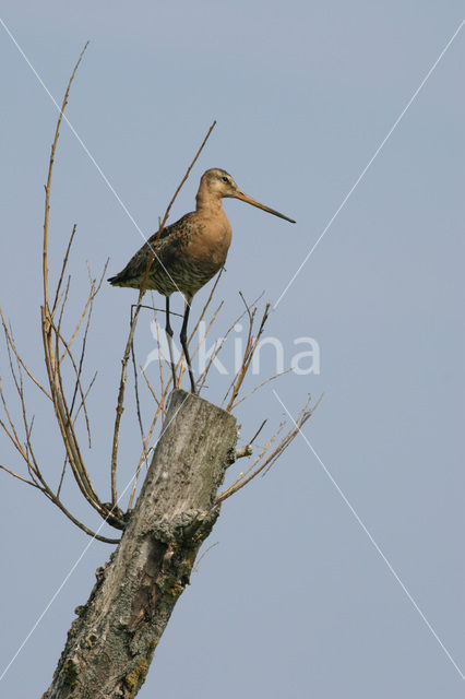 Black-tailed Godwit (Limosa limosa)