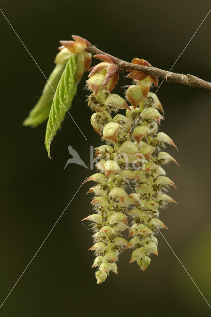 Haagbeuk (Carpinus betulus)