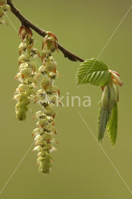 Haagbeuk (Carpinus betulus)