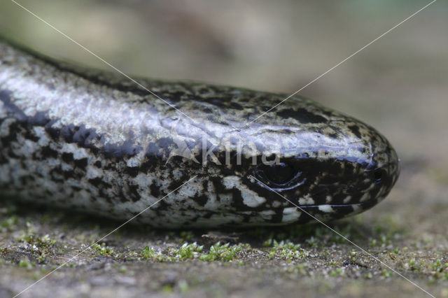 Hazelworm (Anguis fragilis)