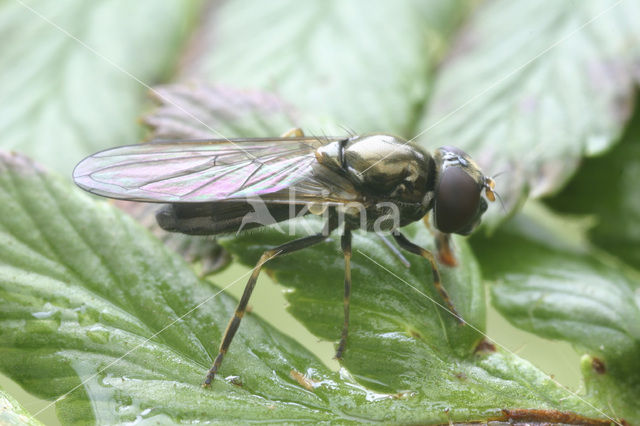 Heidegitje (Cheilosia longula)