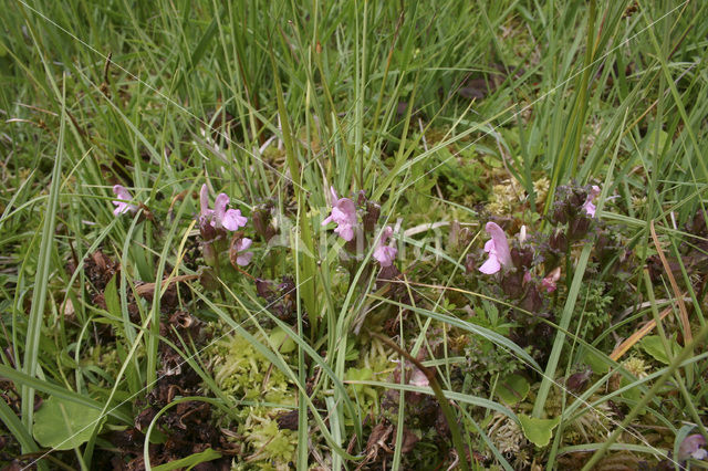 Heidekartelblad (Pedicularis sylvatica)