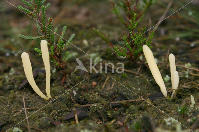 Heideknotszwam (Clavaria argillacea)