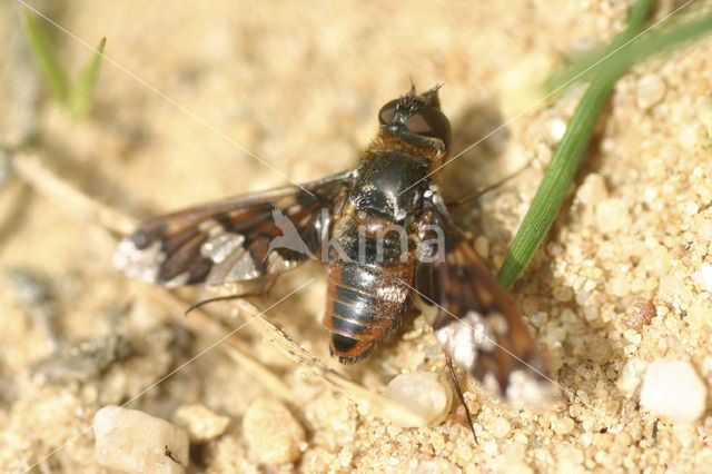 Exoprosopa capucina