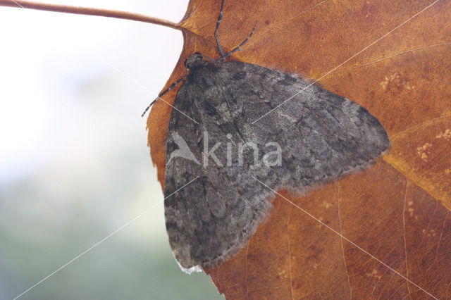 Autumnal Moth (Epirrita sp.)