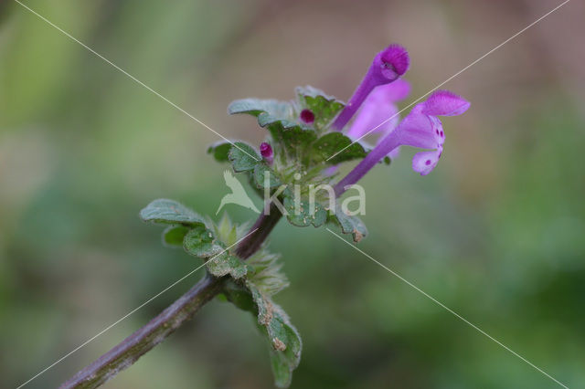 Henbit Dead-nettle (Lamium amplexicaule)