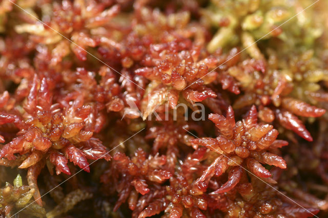 Hoogveenmos (Sphagnum magellanicum)