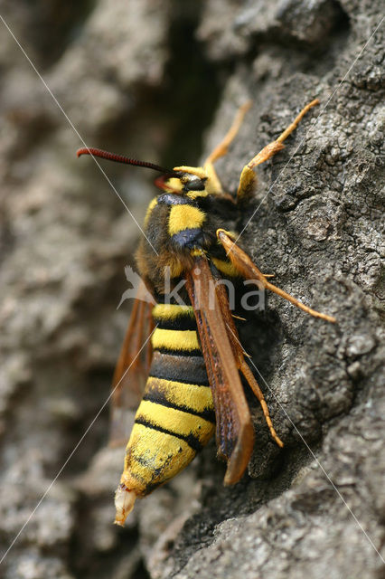 Hoornaarvlinder (Sesia apiformis)