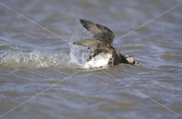 Long-tailed Duck