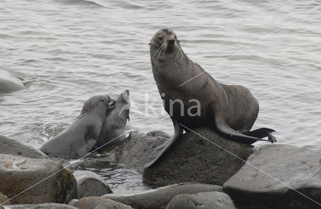 Northern Fur Seal (Callorhinus ursinus)