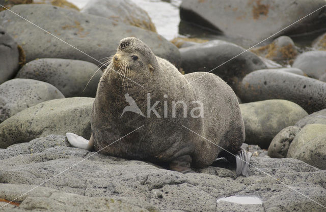 Northern Fur Seal (Callorhinus ursinus)