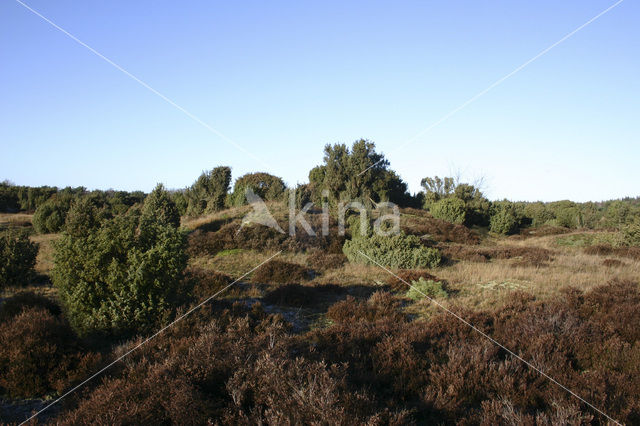 common juniper (Juniperus communis)