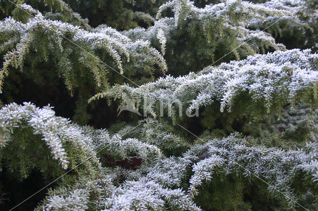 common juniper (Juniperus communis)
