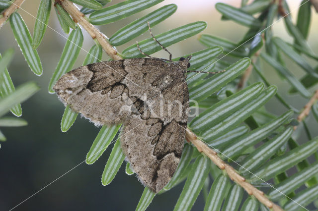 Juniper Carpet (Thera juniperata)