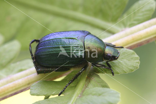 Margined vine chafer (Anomala dubia)