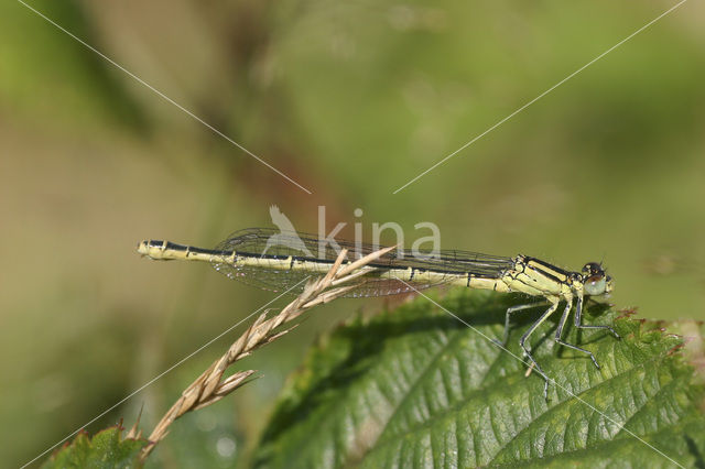 Kanaaljuffer (Erythromma lindenii)