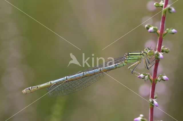 Damselfly (Erythromma lindenii)