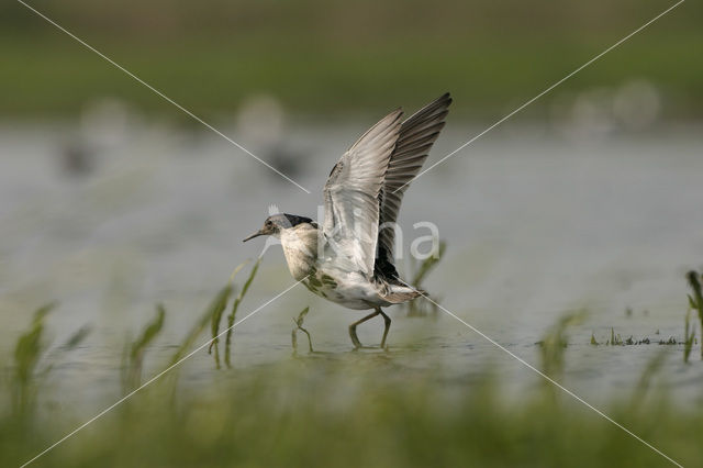 Ruff (Philomachus pugnax)