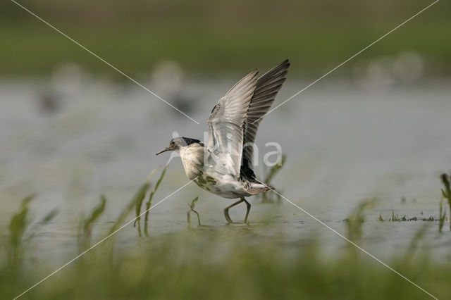 Ruff (Philomachus pugnax)