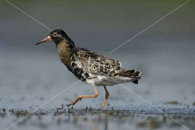 Ruff (Philomachus pugnax)