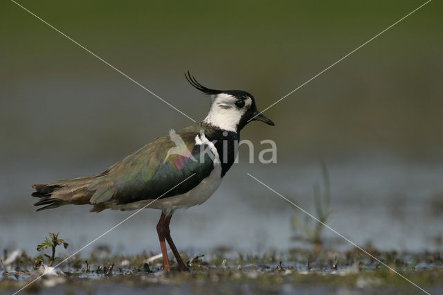 Lapwing (Vanellus vanellus)